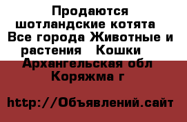 Продаются шотландские котята - Все города Животные и растения » Кошки   . Архангельская обл.,Коряжма г.